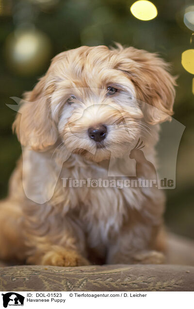 Havaneser Welpe / Havanese Puppy / DOL-01523