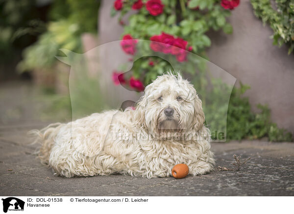 Havanese / DOL-01538