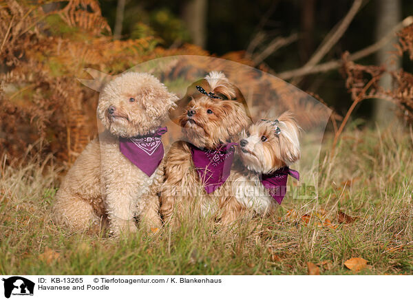 Havaneser und Pudel / Havanese and Poodle / KB-13265