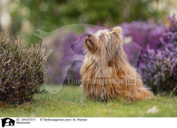 Havaneser / Havanese / AH-07311
