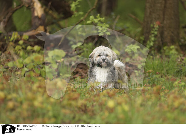 Havaneser / Havanese / KB-14263