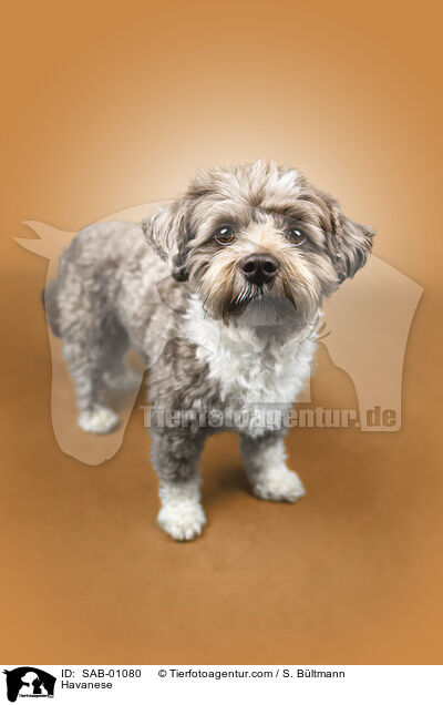 Havaneser / Havanese / SAB-01080