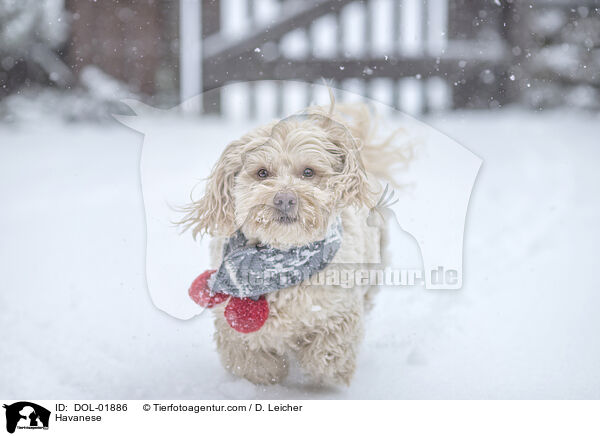 Havaneser / Havanese / DOL-01886