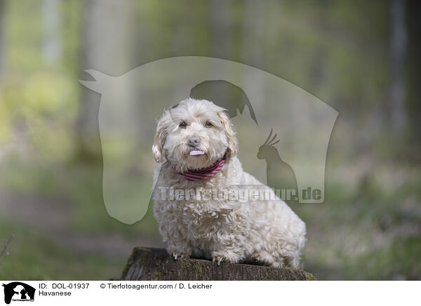 Havaneser / Havanese / DOL-01937