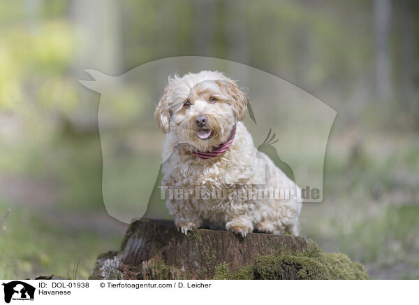 Havanese / DOL-01938