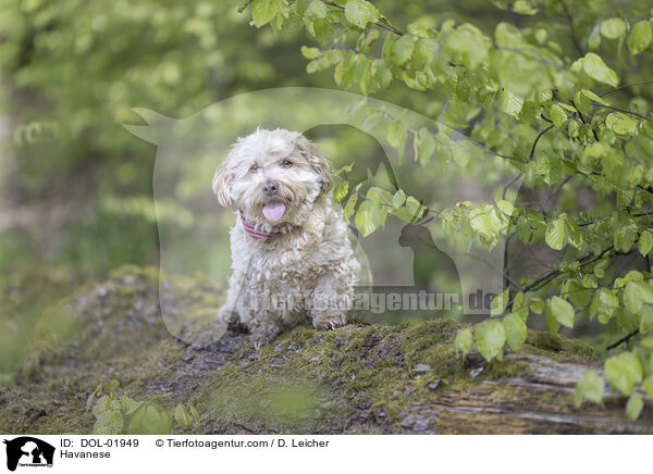Havaneser / Havanese / DOL-01949