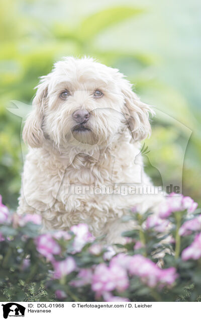 Havaneser / Havanese / DOL-01968
