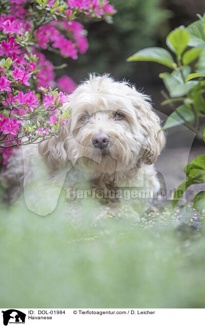 Havaneser / Havanese / DOL-01984