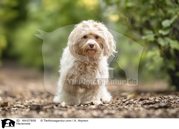 Havaneser / Havanese / AH-07806