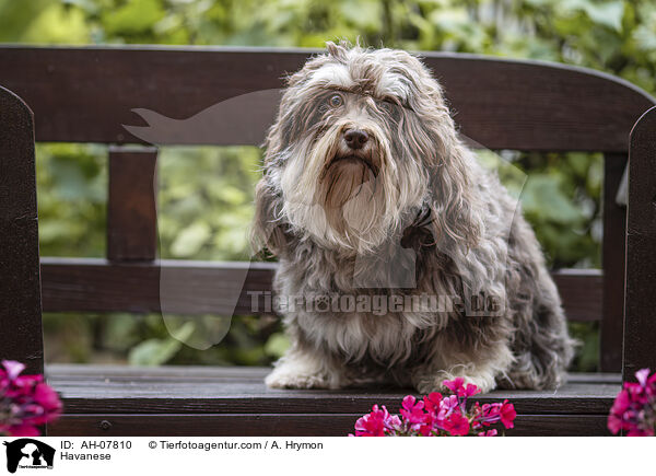 Havaneser / Havanese / AH-07810