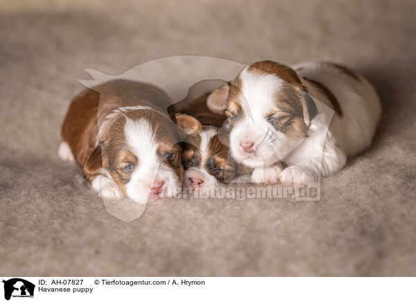 Havaneser Welpe / Havanese puppy / AH-07827