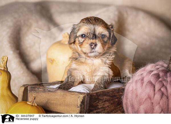 Havaneser Welpe / Havanese puppy / AH-07847
