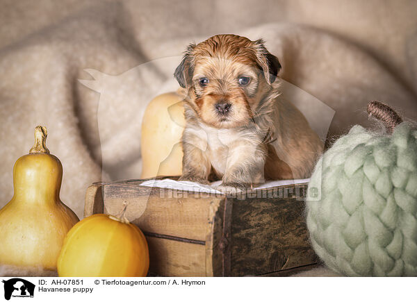 Havaneser Welpe / Havanese puppy / AH-07851