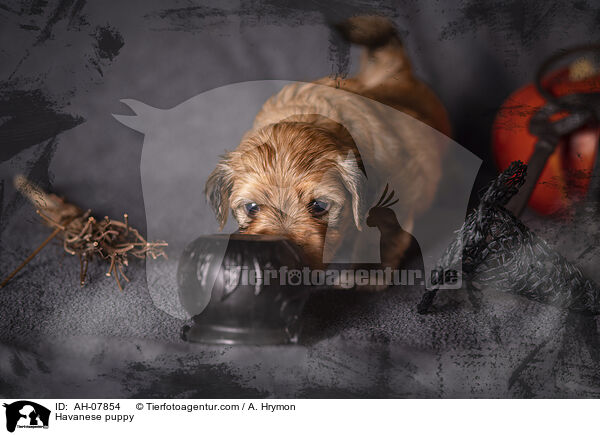 Havaneser Welpe / Havanese puppy / AH-07854