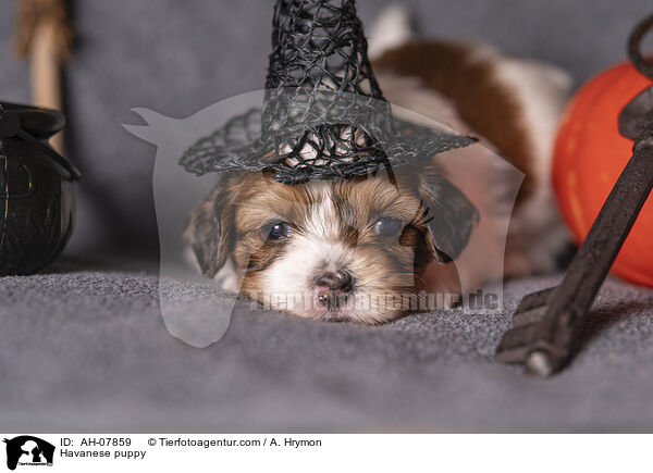 Havanese puppy / AH-07859