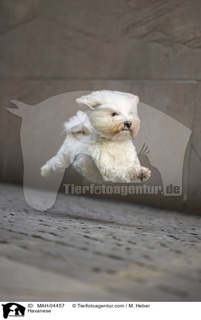 Havaneser / Havanese / MAH-04457