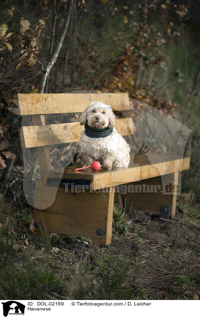 Havaneser / Havanese / DOL-02169