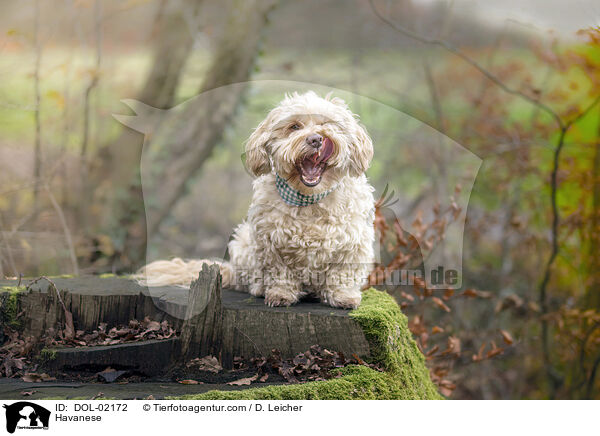 Havaneser / Havanese / DOL-02172