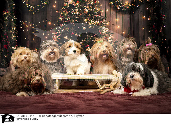 Havaneser Welpe / Havanese puppy / AH-08444
