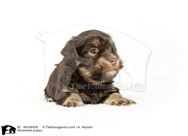 Havaneser Welpe / Havanese puppy / AH-08456