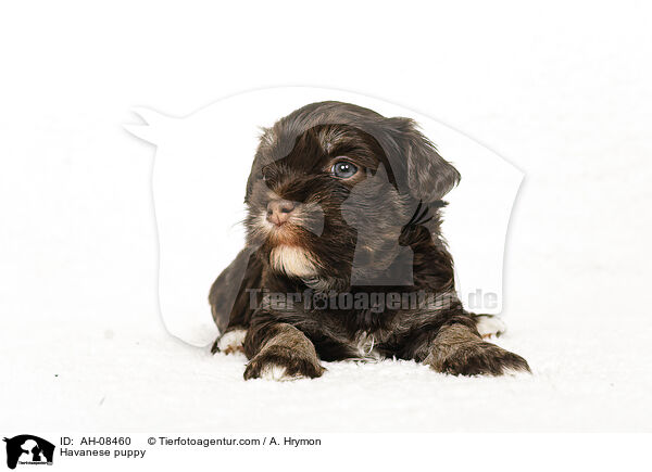 Havaneser Welpe / Havanese puppy / AH-08460