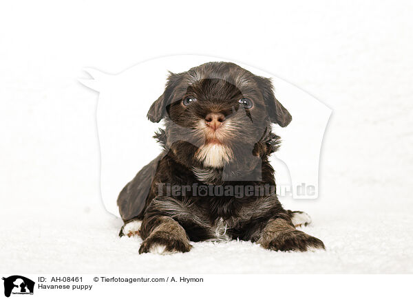 Havaneser Welpe / Havanese puppy / AH-08461