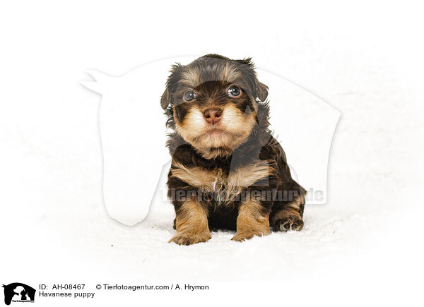 Havaneser Welpe / Havanese puppy / AH-08467
