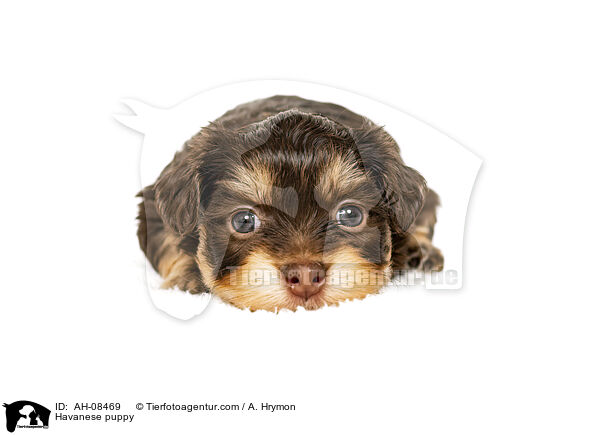 Havaneser Welpe / Havanese puppy / AH-08469