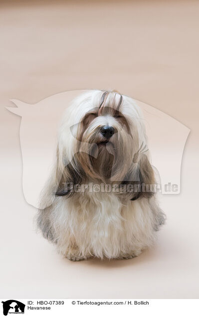 Havaneser / Havanese / HBO-07389