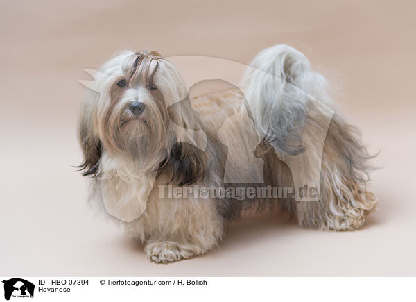 Havaneser / Havanese / HBO-07394