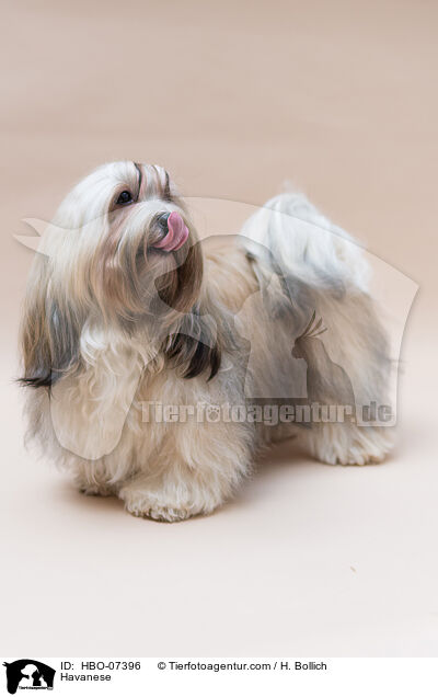Havaneser / Havanese / HBO-07396