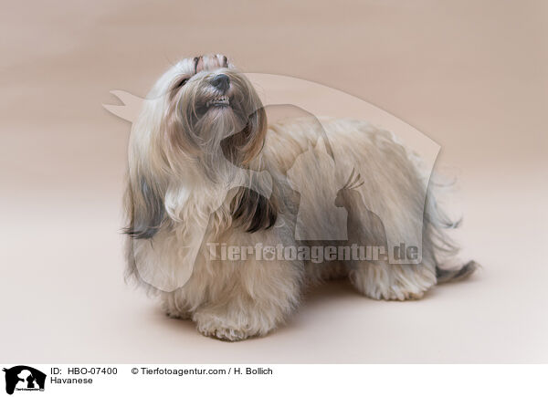 Havaneser / Havanese / HBO-07400