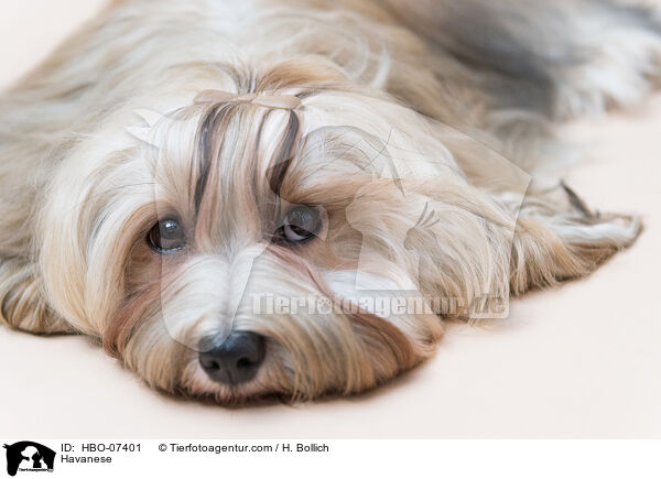 Havaneser / Havanese / HBO-07401