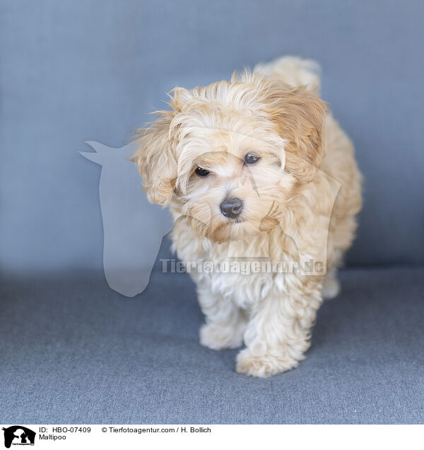 Maltipoo / Maltipoo / HBO-07409