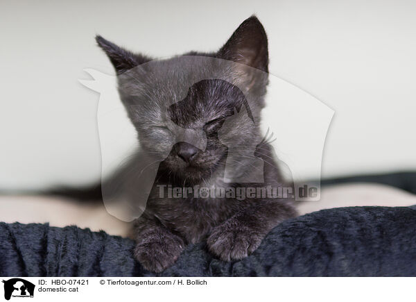 Hauskatze / domestic cat / HBO-07421