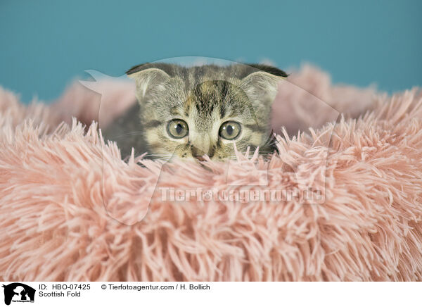 Scottish Fold / Scottish Fold / HBO-07425