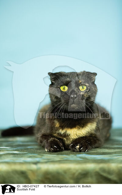 Scottish Fold / Scottish Fold / HBO-07427