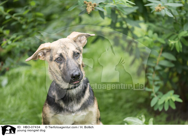 junger Mischling / young mongrel dog / HBO-07434