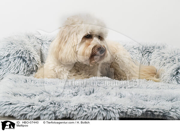 Maltipoo / Maltipoo / HBO-07440