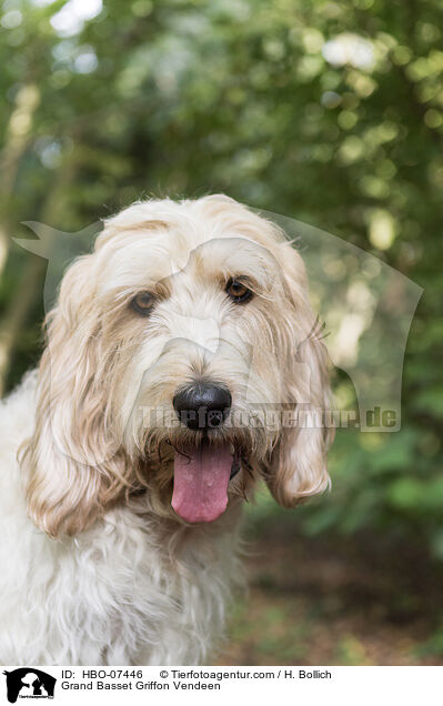 Grand Basset Griffon Vendeen / Grand Basset Griffon Vendeen / HBO-07446
