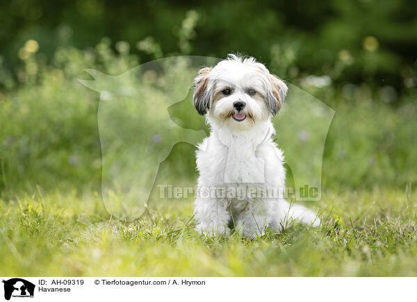 Havaneser / Havanese / AH-09319