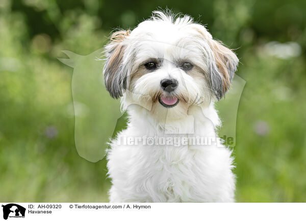 Havaneser / Havanese / AH-09320