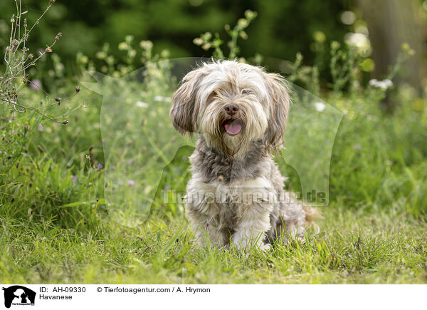 Havaneser / Havanese / AH-09330