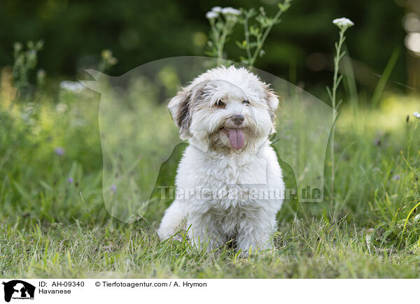 Havaneser / Havanese / AH-09340