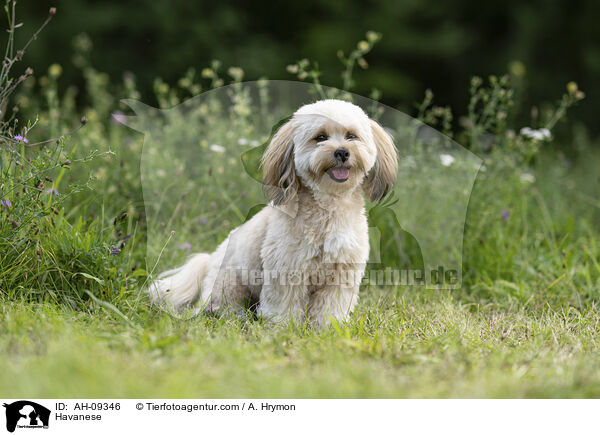 Havaneser / Havanese / AH-09346