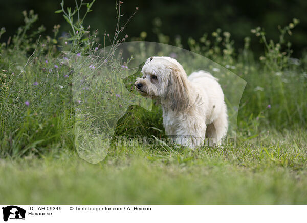 Havaneser / Havanese / AH-09349