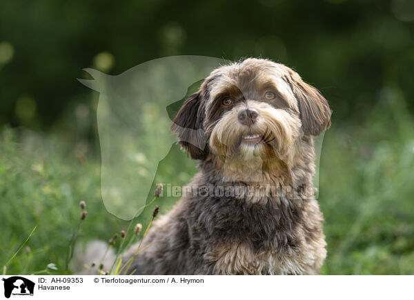 Havaneser / Havanese / AH-09353