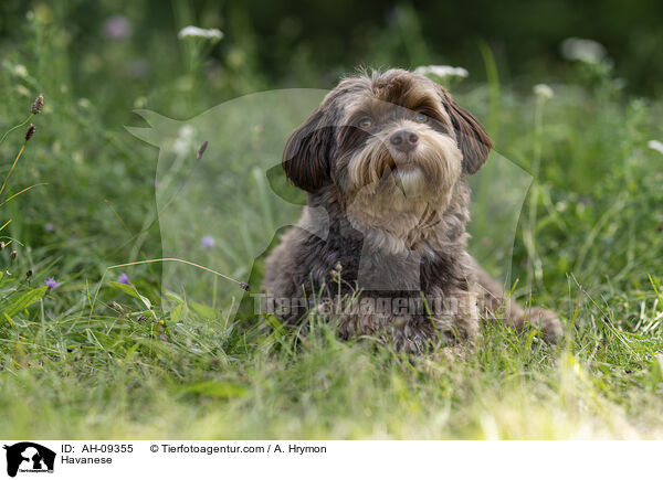 Havaneser / Havanese / AH-09355