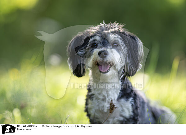 Havaneser / Havanese / AH-09362