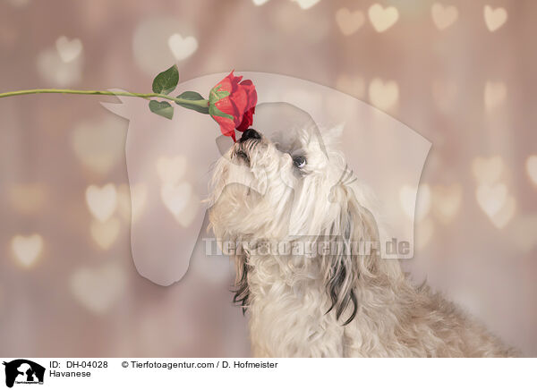 Havaneser / Havanese / DH-04028